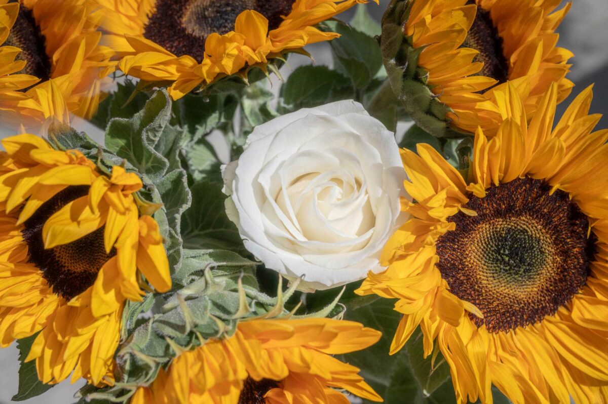 witte roos tussen de zonnebloemen